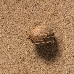 Kokoskern am Bild sichtbar